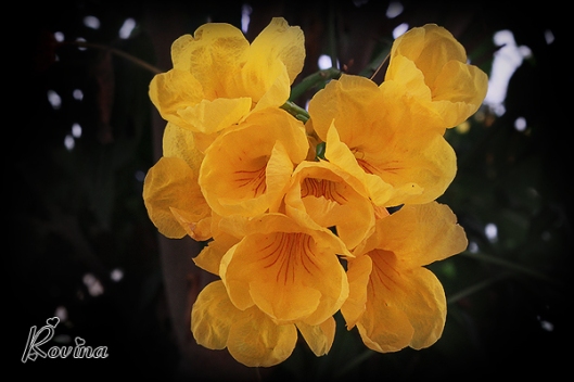 Yellow Bell Flowers