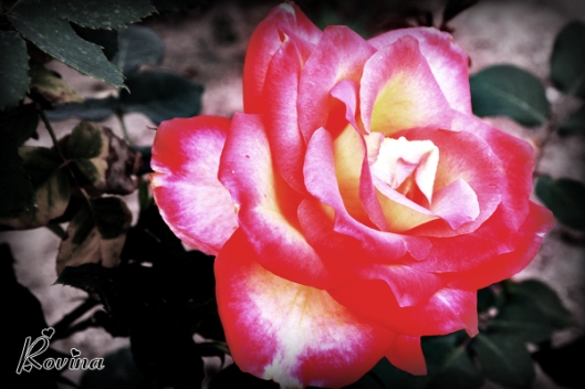 Multi-Color Roses