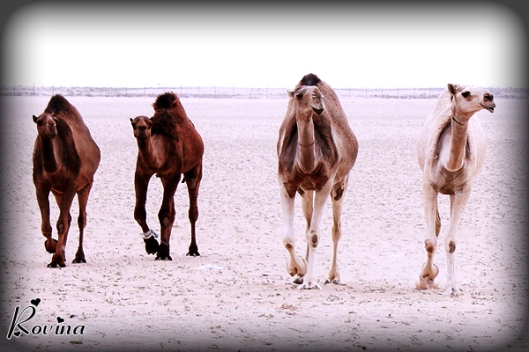 Camels At Wafra