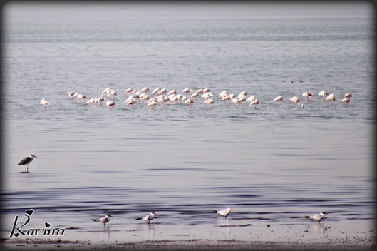 Birds - Sulaikibhat Beach, Kuwait