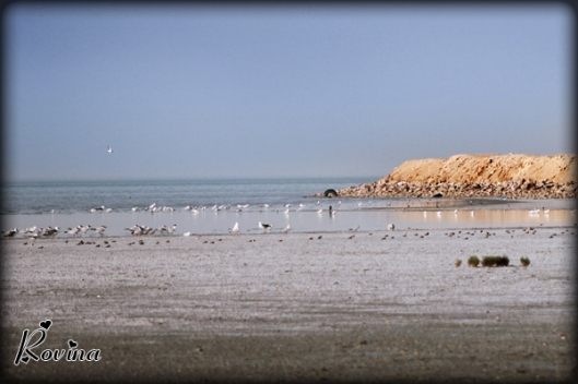 Birds - Sulaikibhat Beach, Kuwait