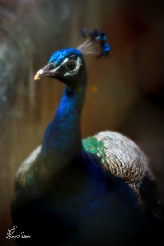 Indian Peafowl / Peacock
