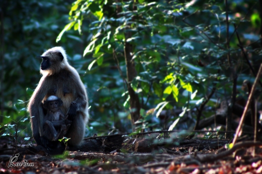 Monkey - Mother & Child